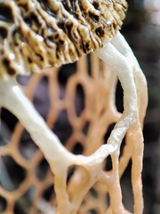 Phallus haitangensis