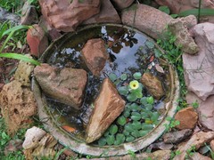 Hydrocleys nymphoides