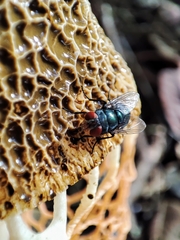 Phallus haitangensis