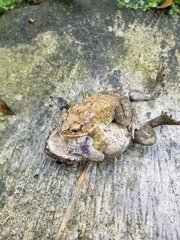 Duttaphrynus melanostictus