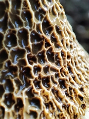 Phallus haitangensis