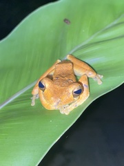 Polypedates cruciger