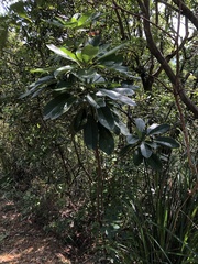 Daphniphyllum calycinum