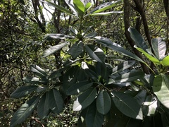 Daphniphyllum calycinum