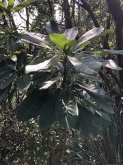 Daphniphyllum calycinum