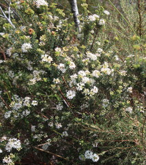 Agathosma planifolia