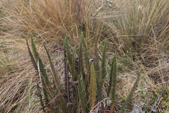 Polystichum orbiculatum