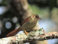 Cranioleuca subcristata