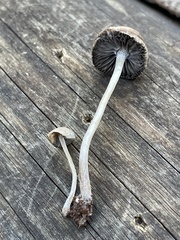 Psathyrella