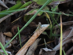 Acisoma panorpoides