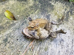 Duttaphrynus melanostictus