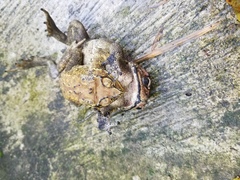 Duttaphrynus melanostictus