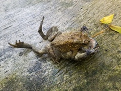 Duttaphrynus melanostictus