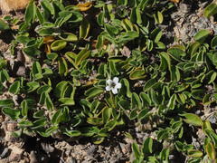 Falkia repens