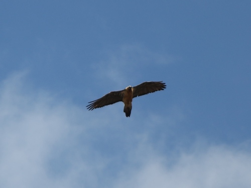 Gypaetus barbatus