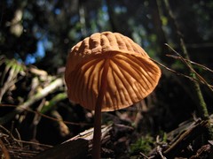 Marasmius