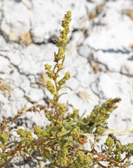 Suaeda occidentalis