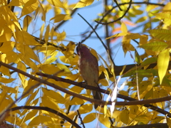 Haemorhous purpureus californicus