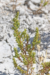 Suaeda occidentalis