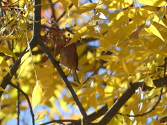 Haemorhous purpureus californicus