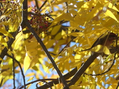 Haemorhous purpureus californicus
