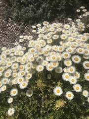 Chrysocephalum baxteri