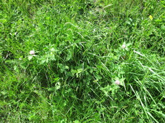 Trifolium pratense pratense