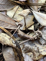 Mycetinis copelandii