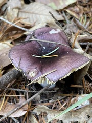 Russula mendocinensis