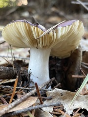 Russula mendocinensis