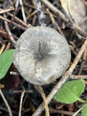 Spodocybe trulliformis