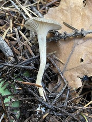 Spodocybe trulliformis