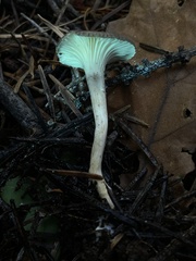 Spodocybe trulliformis