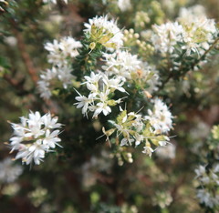 Agathosma planifolia