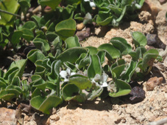 Falkia repens