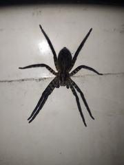 Cupiennius salei