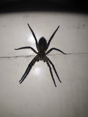Cupiennius salei