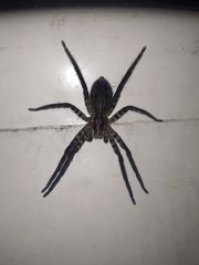 Cupiennius salei
