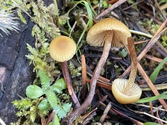 Galerina badipes