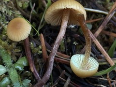 Galerina badipes