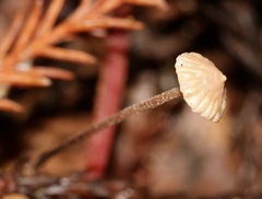 Paragymnopus sequoiae