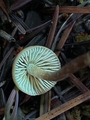 Galerina badipes