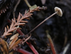 Paragymnopus sequoiae