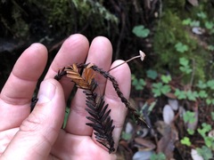 Paragymnopus sequoiae