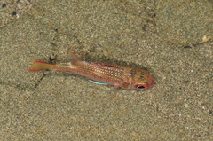 Myripristinae
