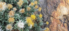 Ericameria cuneata macrocephala