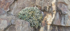 Ericameria cuneata macrocephala