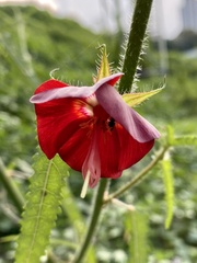 Pentapetes phoenicea