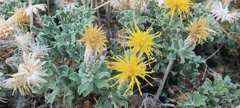 Ericameria cuneata macrocephala