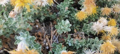 Ericameria cuneata macrocephala